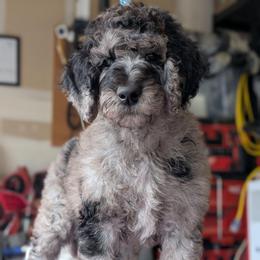 Purple Collar - Merle female Goldendoodle puppy in Olympia, Washington from Sinclairdoodles