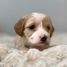 Nutmeg - Buff and white female Cockapoo puppy in Morehead, Kentucky from Critter Springs Farm