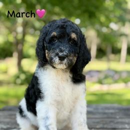 March - Parti female Poodle puppy in Lancaster, Minnesota from Finney Ranch