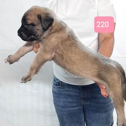 AKC PUP 220 - Fawn female Mastiff puppy in Ava, Missouri from Ozark Mountain Mastiffs