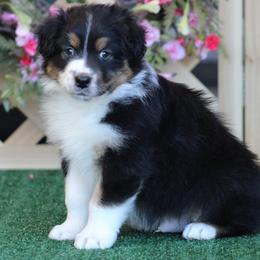 Ohoma - Black tri-color male Australian Shepherd puppy in Circleville, Utah from Canyon Creek Aussies