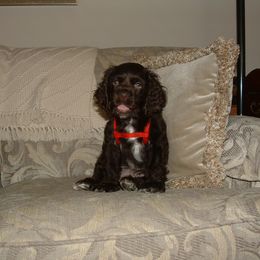 Cocker Spaniel Puppies from Timber Sunrise Cockers