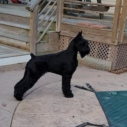 Roxy - Giant Schnauzer