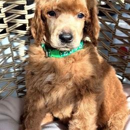 Inti - Red  male Poodle puppy in El Paso, Texas from Paws Of Beauty