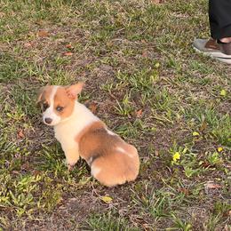 Girl 1 - Sable female Pembroke Welsh Corgi puppy in Ocala, Florida from Dolan Farms Corgis