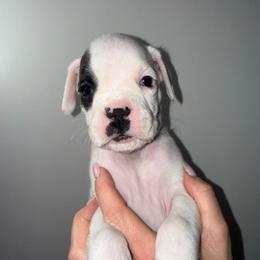Skye - White female Boxer puppy in Jamesville, New York from Reynolds Homestead Boxers