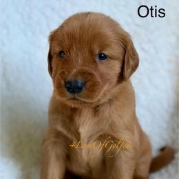 Otis - Dark golden male Golden Retriever puppy in La Verne, California from 4LoveofGoldens