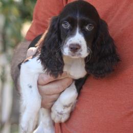 Andy - Liver and white male English Springer Spaniel puppy in Athens, Texas from It's  A Dog Thing