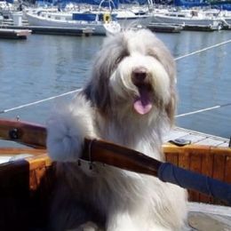 Bearded Collies from Headline Bearded Collies