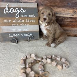 Romeo - Caramel cream male Australian Labradoodle puppy in Dawson, Georgia from Still Pond Australian Labradoodles