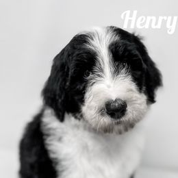 Sheepadoodle Puppies from The Farms Precious Doodles
