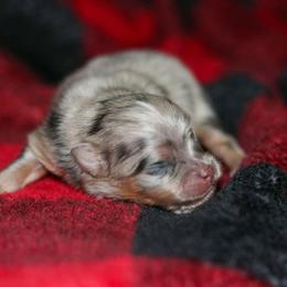 Boy 1 - Blue merle male Pomeranian puppy in Bremen, Indiana from AMS Pomeranians and Pomskies in Indiana