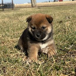 Yuki - Sesame female Shiba Inu puppy in Covington, Ohio from Rustic Country Shibas