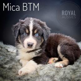 Mica - Black tri-color male Australian Shepherd puppy in Petersburg, Indiana from Royal Aussie’s