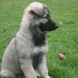Shiloh Shepherd Puppies from Solace Shilohs