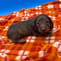 Girl 3 - Chocolate female Dachshund puppy in Spanaway, Washington from 11 Oaks Kennels