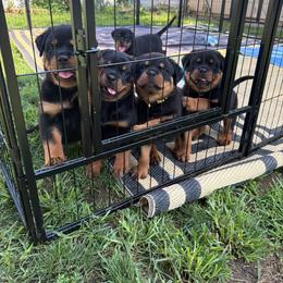 Boy 1 - Black and mahogany male Rottweiler puppy in Bay Shore, New York from Nightfall Reverie Rottweilers