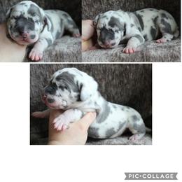 Gavin - Harlequin male Great Dane puppy in Spokane, Washington from Phoenix Family Danes