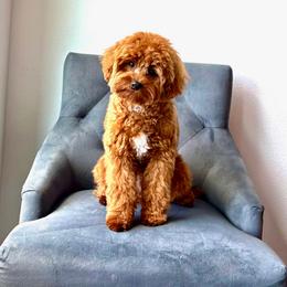 Theo the Teddy Bear - Goldendoodle