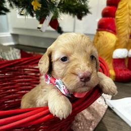 Pooh Bear - Red  male Goldendoodle puppy in Camden, North Carolina from Oopsie Doodles of NC