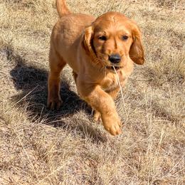Riley - Golden female Golden Retriever puppy in Wellington, Colorado from High Country Golden Retrievers