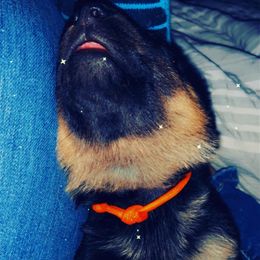 German Shepherd Puppies from JCR Kennels