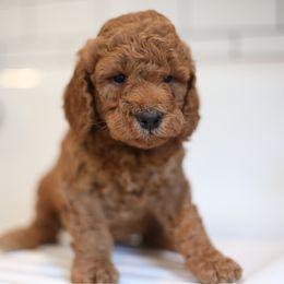 Chester - Red  male Goldendoodle puppy in Stevens, Pennsylvania from Derek & Alexia Martin puppies