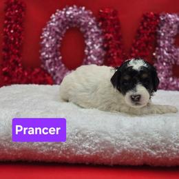 Prancer- Purple Collar - Black and white female Bernedoodle puppy in Summerville, South Carolina from Channys Doodles