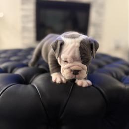 Mason - Blue tri-color male Bulldog puppy in Rockwall, Texas from Lulu’s EB Babies