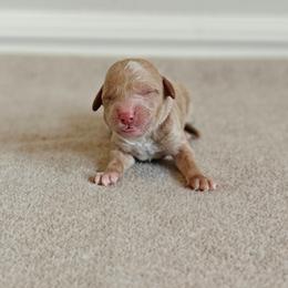 Light Pink Girl - Apricot female Goldendoodle puppy in Guthrie, Oklahoma from Edmond Doodles, LLC