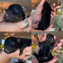 David - Phantom male Poodle puppy in Yuciapa, California from AlltheDoodlez_