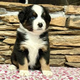 Vega - Black tri-color female Australian Shepherd puppy in Red Springs, North Carolina from Julia Rose Ranch