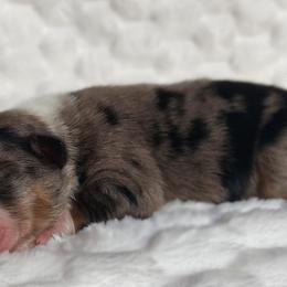 Demi - Blue merle female Miniature Australian Shepherd puppy in Muskogee, Oklahoma from Tagalong Lane Australian shepherds