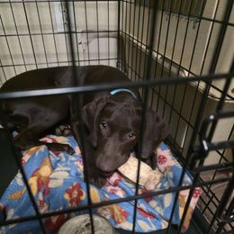 Light green boy - Liver male German Shorthaired Pointer puppy in West Richland, Washington from Lehmschlog Kennels