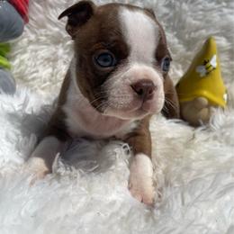 Rascal - Red male Boston Terrier puppy in Manchester, Iowa from Stogdill's Baby Bullies