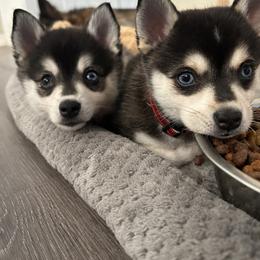 Alaskan Klee Kai Puppies from Lucky Charm Farms