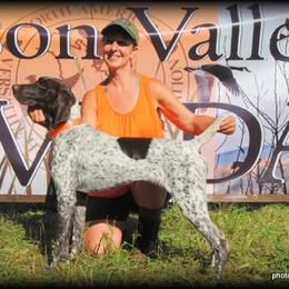 German Shorthaired Pointer Puppies from Keystone Gun Dogs/vom Schlussstein Shorthairs