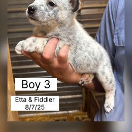 Boy 3 - Blue mottled male Australian Cattle Dog puppy in Dillwyn, Virginia from Hardiman’s Howlin’ Hounds