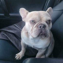 Zuke - French Bulldog