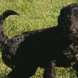 Girl 3 - Goldendoodle puppy from Angel Breed Solutions
