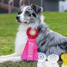 Australian Shepherds from Enroute Australian Shepherds