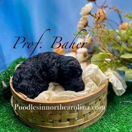 Prof Bhaer - Silver male Poodle puppy in Greenville, North Carolina from Grace Poodles