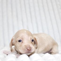 Della - Cream female Dachshund puppy in Fairfax, Iowa from Grayson’s Lovable Dachshunds