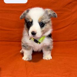 Dasher - Blue merle and white male American Corgi puppy in Midland, Texas from Desert Darlin’ Corgis