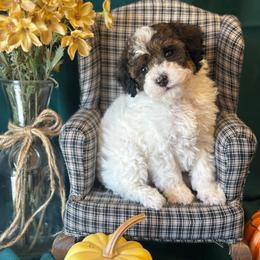 Sinatra - Phantom male Poodle puppy in Caldwell, Idaho from Leila Pearson