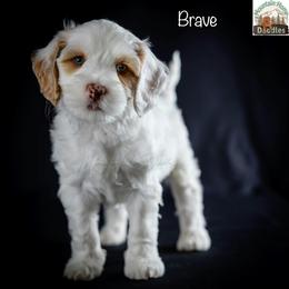 Brave - Caramel male Australian Labradoodle puppy in Cashmere, Washington from Mountain Home Doodles