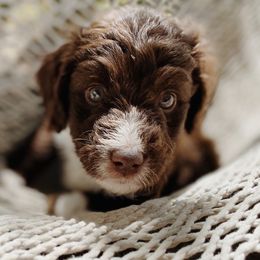 Cotton - Aussiedoodle puppy in Viola, Idaho from LaFarm Doodles