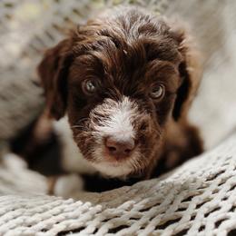 Cotton - Aussiedoodle puppy in Viola, Idaho from LaFarm Doodles