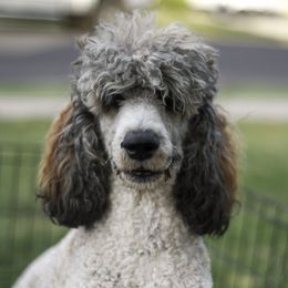 Bronte - Poodle
