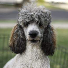 Bronte - Poodle